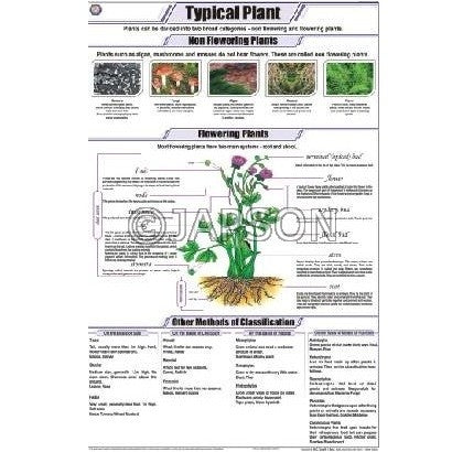 Plant Charts, Botany, School Education Plant Charts, Botany, School Education